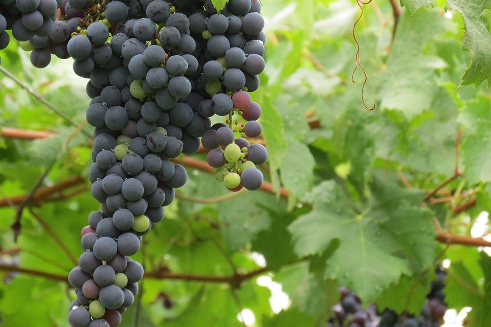 Cachos de uva nos parreirais do Vale dos Vinhedos