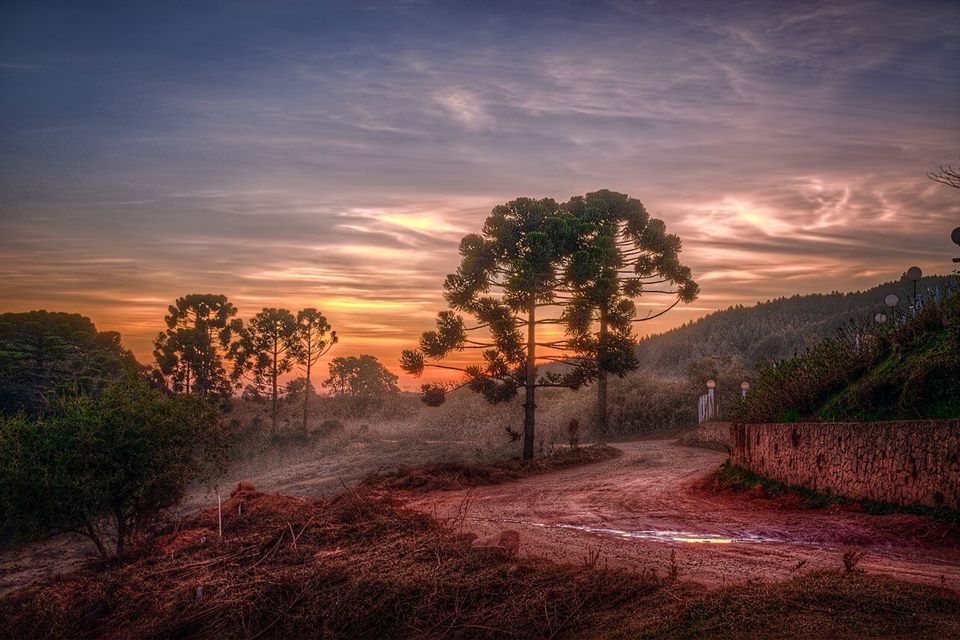 Araucárias ao entardecer em Monte Verde