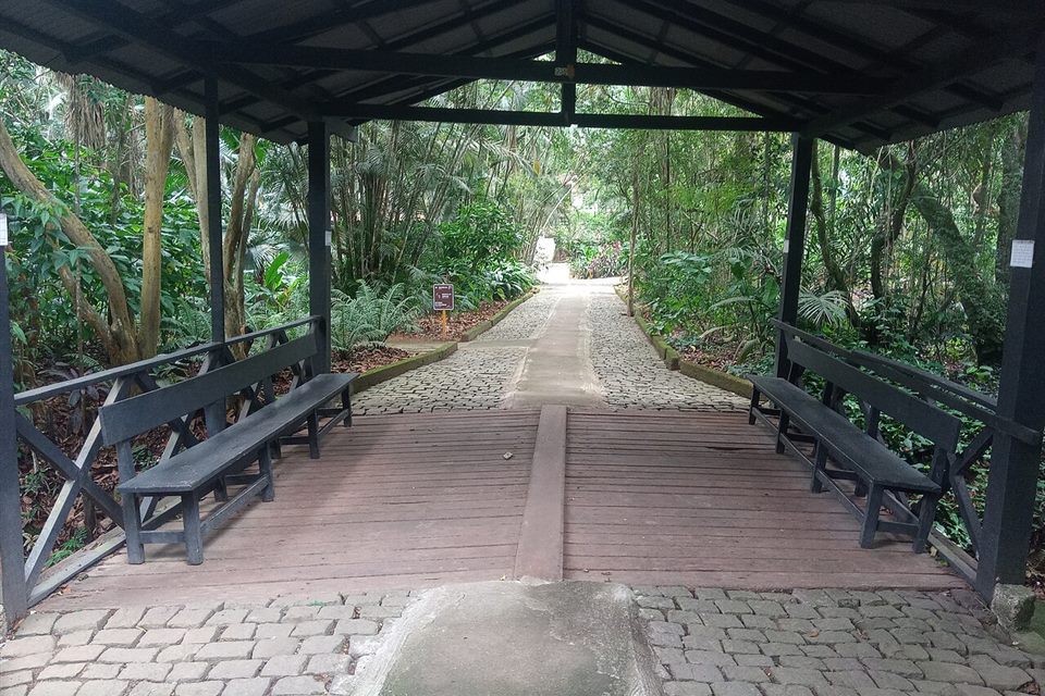 Caminho entre a mata em Santa Teresa